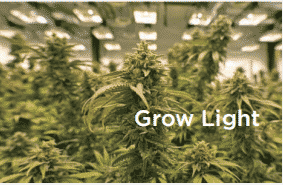LED Grow Light Suppliers