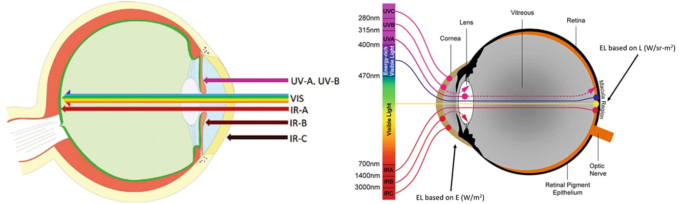 Photobiological hazard to different part of human body